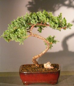 Juniper Bonsai Tree - Trained <br><i></i>(juniper procumbens nana) 