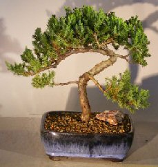 Juniper Bonsai Tree - Trained <br><i></i>(juniper procumbens nana) 