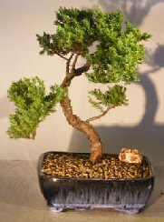 Juniper Bonsai Tree - Trained <br><i></i>(juniper procumbens nana) 