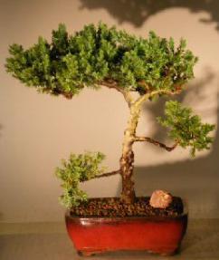 Juniper Bonsai Tree - Trained <br><i></i>(juniper procumbens nana) 