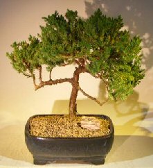 Juniper Bonsai Tree - Trained<br><i></i>(juniper procumbens nana)   