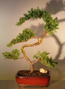 Juniper Bonsai Tree - Trained <br><i></i>(juniper procumbens nana)  