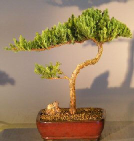 Juniper Bonsai Tree - Trained <br><i></i>(juniper procumbens nana)  