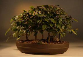 Rock Hornbeam Bonsai Tree<br><i>(carpinus turczaninovii)</i>