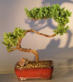 Juniper Bonsai Tree - Trained <br><i></i>(juniper procumbens nana)   