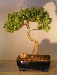 Juniper Bonsai Tree - Trained <br><i></i>(juniper procumbens nana)    