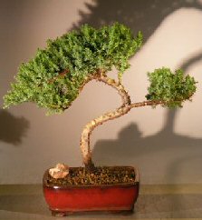 Juniper Bonsai Tree - Trained <br><i></i>(juniper procumbens nana)      