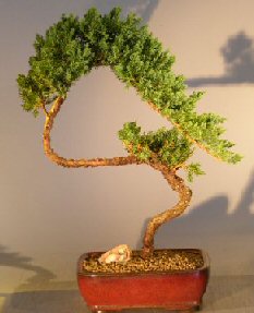 Juniper Bonsai Tree - Trained <br><i></i>(juniper procumbens nana)       