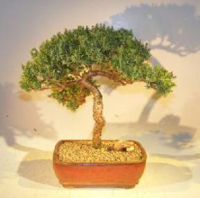 Juniper Bonsai Tree - Trained <br><i></i>(juniper procumbens nana)        