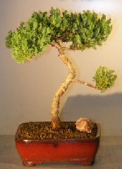 Juniper Bonsai Tree - Trained <br><i></i>(juniper procumbens nana)         