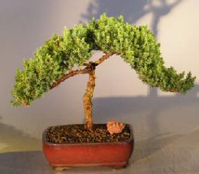 Juniper Bonsai Tree - Trained <br><i></i>(juniper procumbens nana)          