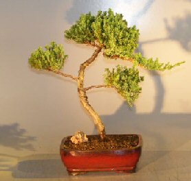 Juniper Bonsai Tree - Trained <br><i></i>(juniper procumbens nana)           