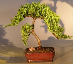 Juniper Bonsai Tree - Trained <br><i></i>(juniper procumbens nana)            