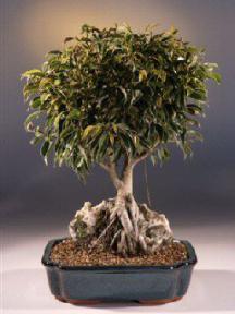 Root Over Rock Ficus Bonsai Tree<br><i>(ficus philippinensis)</i>
