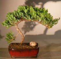 Juniper Bonsai Tree - Trained <br><i></i>(juniper procumbens nana)             