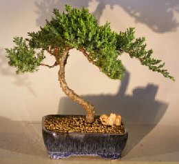 Juniper Bonsai Tree - Trained <br><i></i>(juniper procumbens nana)               