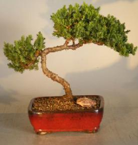 Juniper Bonsai Tree - Trained <br><i></i>(juniper procumbens nana)                