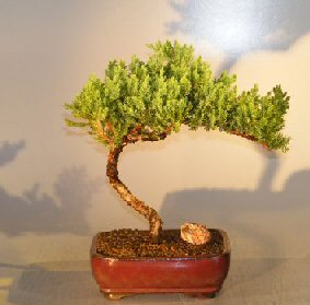 Juniper Bonsai Tree - Trained <br><i></i>(juniper procumbens nana)                 