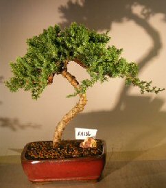 Juniper Bonsai Tree - Trained <br><i></i>(juniper procumbens nana) 