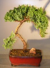 Juniper Bonsai Tree - Trained <br><i></i>(juniper procumbens nana) 