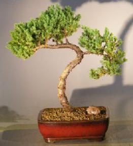 Juniper Bonsai Tree - Trained <br><i></i>(juniper procumbens nana) 