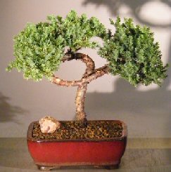 Juniper Bonsai Tree - Trained <br><i></i>(juniper procumbens nana) 