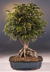 Root Over Rock Ficus Bonsai Tree<br><i>(ficus philippinensis)</i>