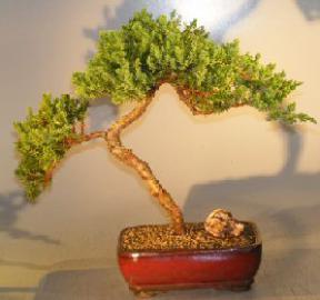 Juniper Bonsai Tree - Trained <br><i></i>(juniper procumbens nana) 