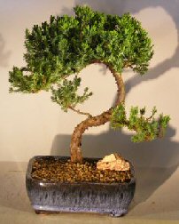 Juniper Bonsai Tree - Trained <br><i></i>(juniper procumbens nana) 