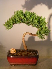 Juniper Bonsai Tree - Trained <br><i></i>(juniper procumbens nana) 