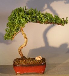 Juniper Bonsai Tree - Trained <br><i></i>(juniper procumbens nana) 