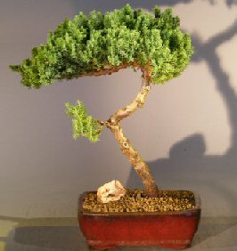 Juniper Bonsai Tree - Trained <br><i></i>(juniper procumbens nana) 