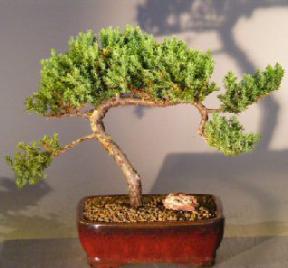 Juniper Bonsai Tree - Trained <br><i></i>(juniper procumbens nana) 