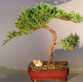 Juniper Bonsai Tree - Trained <br><i></i>(juniper procumbens nana) 