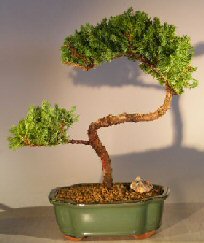 Juniper Bonsai Tree - Trained <br><i></i>(juniper procumbens nana)                  
