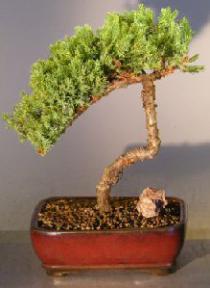 Juniper Bonsai Tree - Trained <br><i></i>(juniper procumbens nana) 