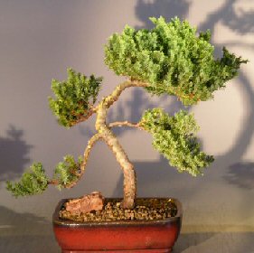 Juniper Bonsai Tree - Trained <br><i></i>(juniper procumbens nana) 