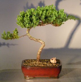 Juniper Bonsai Tree - Trained <br><i></i>(juniper procumbens nana) 