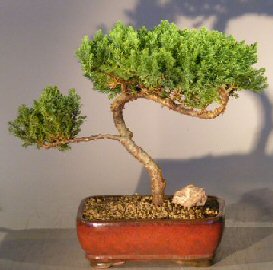 Juniper Bonsai Tree - Trained <br><i></i>(juniper procumbens nana) 