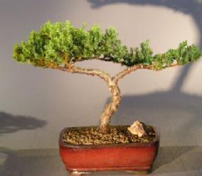 Juniper Bonsai Tree - Trained <br><i></i>(juniper procumbens nana) 