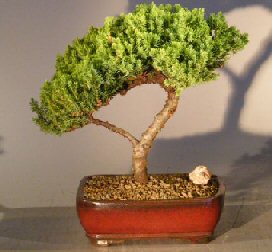 Juniper Bonsai Tree - Trained <br><i></i>(juniper procumbens nana) 