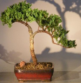 Juniper Bonsai Tree - Trained <br><i></i>(juniper procumbens nana) 