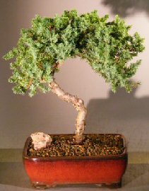 Juniper Bonsai Tree - Trained <br><i></i>(juniper procumbens nana) 