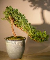 Juniper Bonsai Tree - Trained Cascade Style<br><i></i>(juniper procumbens nana) 