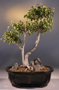 Ficus Too Little<br><i>(ficus benjamina 'too little')</i>