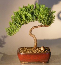 Juniper Bonsai Tree - Trained <br><i></i>(juniper procumbens nana) 