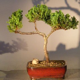 Juniper Bonsai Tree - Trained <br><i></i>(juniper procumbens nana) 