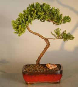 Juniper Bonsai Tree - Trained <br><i></i>(juniper procumbens nana) 