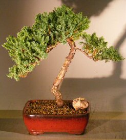 Juniper Bonsai Tree - Trained <br><i></i>(juniper procumbens nana) 