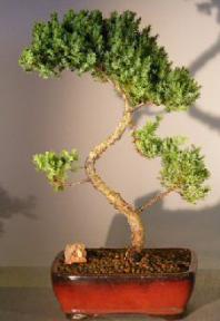 Juniper Bonsai Tree - Trained <br><i></i>(juniper procumbens nana) 